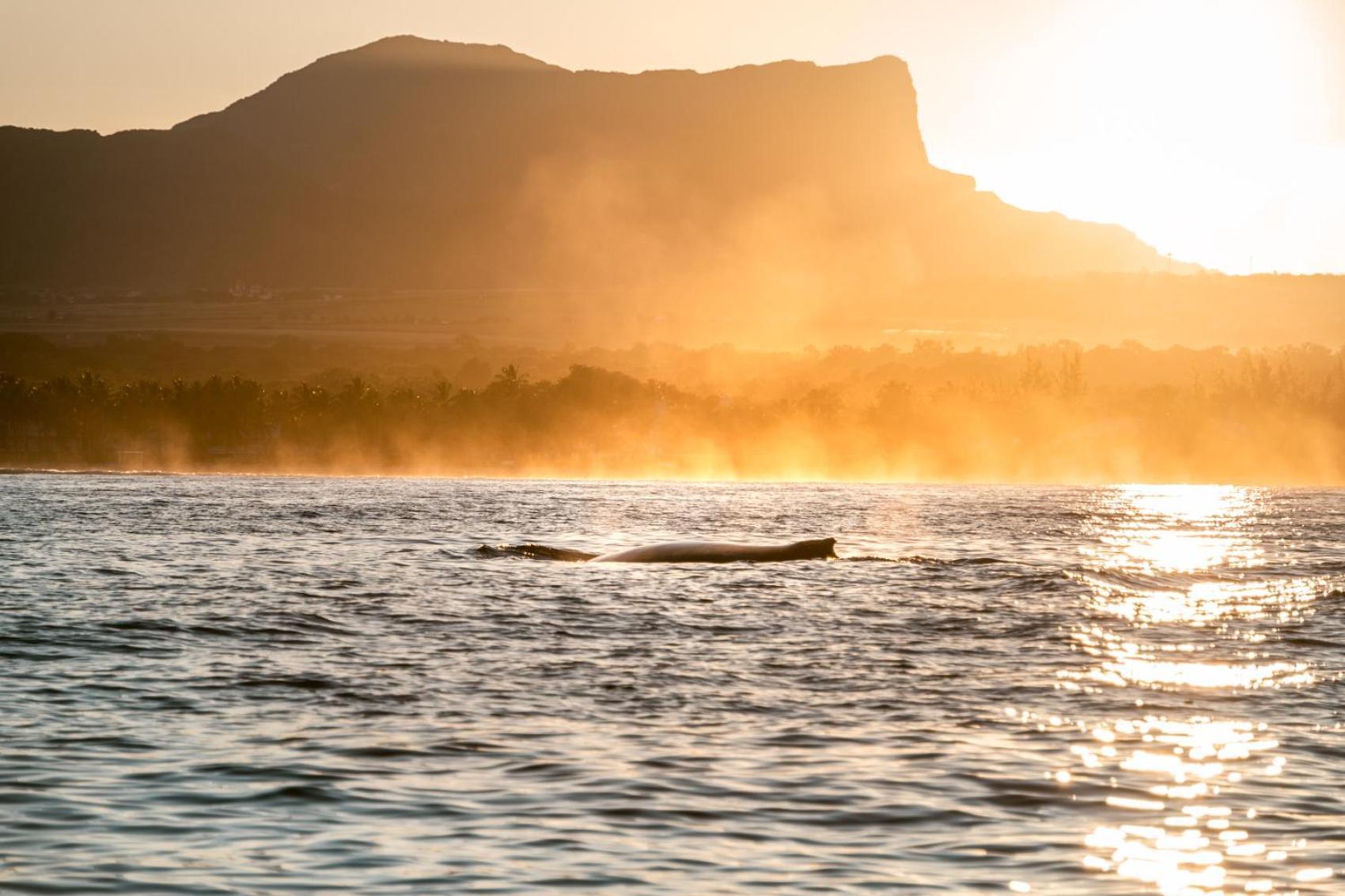 La Mariposa Mauritius Otel Rivière Noire Dış mekan fotoğraf