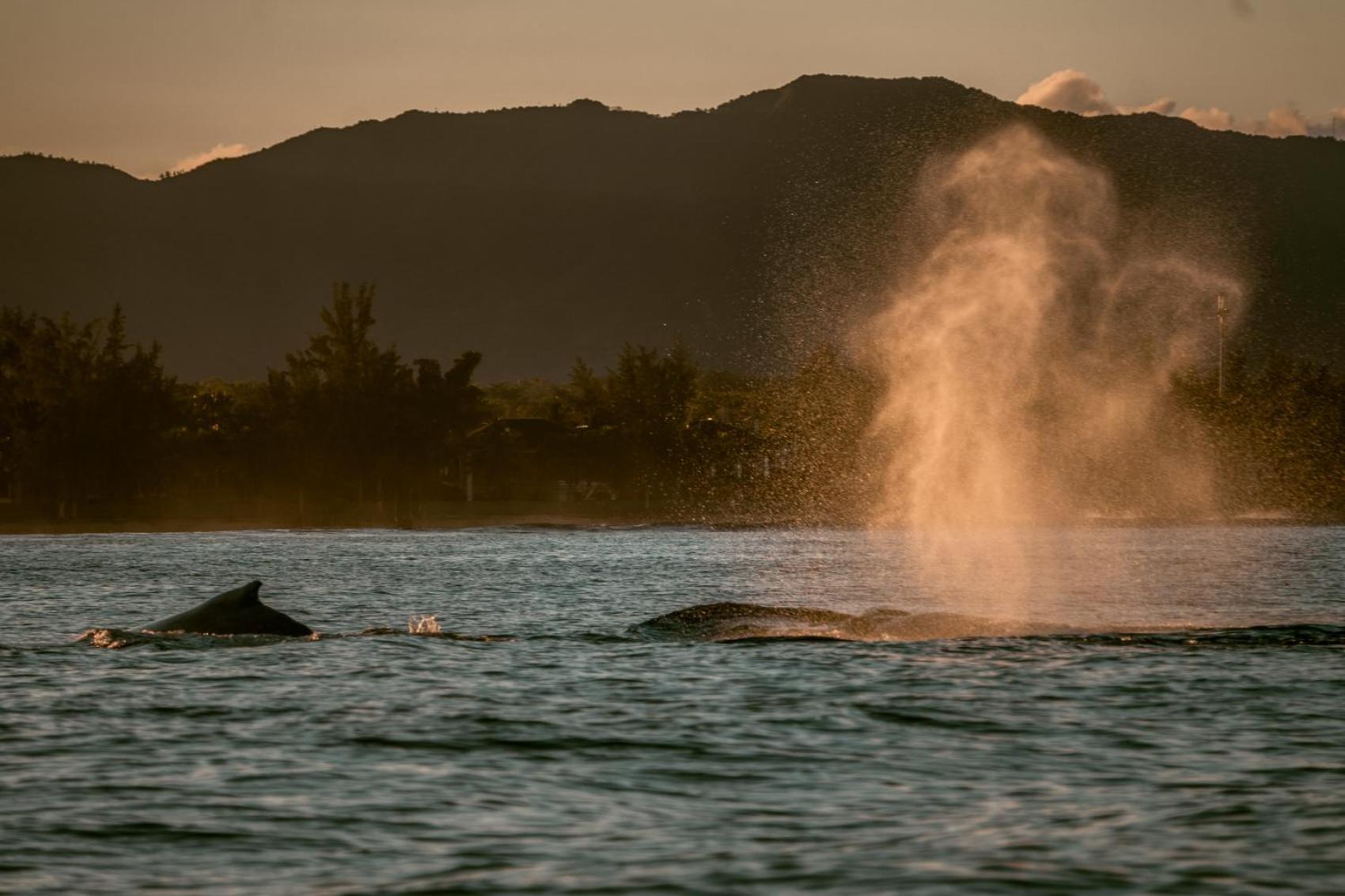 La Mariposa Mauritius Otel Rivière Noire Dış mekan fotoğraf